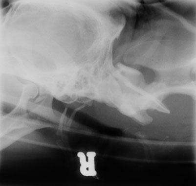 Skull temporomandibular joint trauma - radiograph sagittal oblique