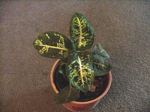 Dieffenbachia spp (Leopard Lily)