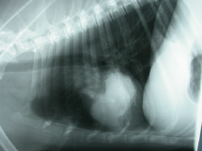 Lung: consolidation 03 radiograph L lateral