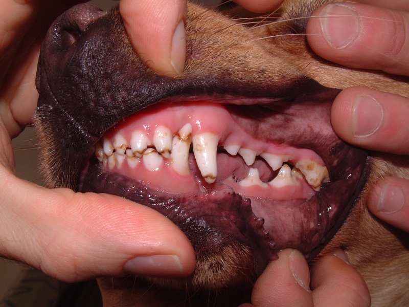 Teeth: damage following distemper