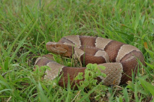 Copperhead rattlesnake (Agkistrodon contortrix)