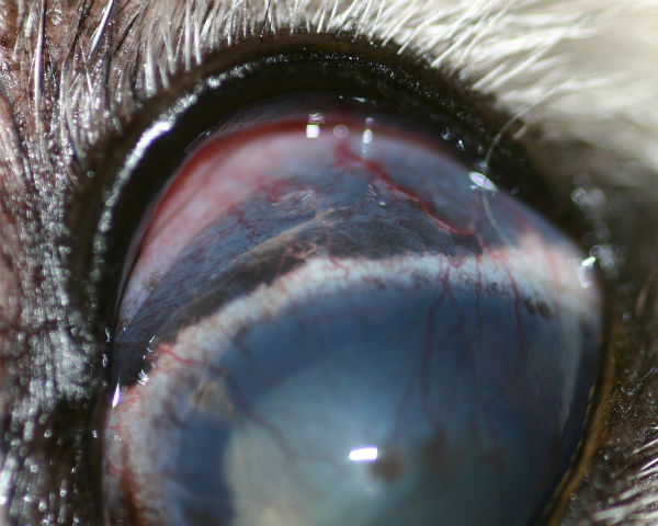 Eye: ocular melanosis and secondary glaucoma - Cairn terrier