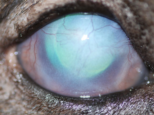 Eye: uveodermatological syndrome and secondary glaucoma - Akita
