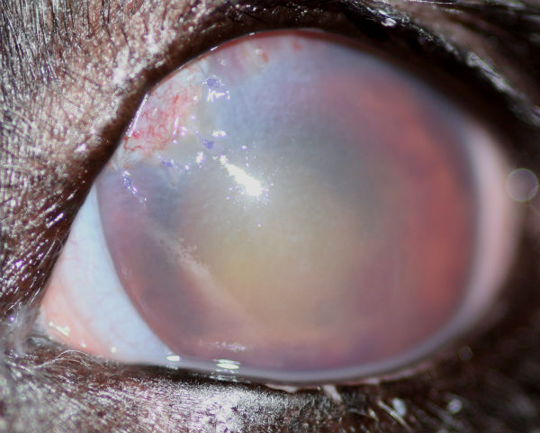 Eye: endophthalmitis and secondary glaucoma - Labrador Retriever