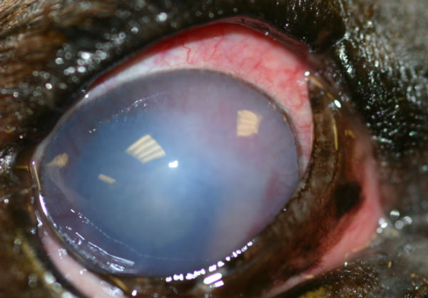 Eye: uveitis and secondary glaucoma - Labrador Retriever