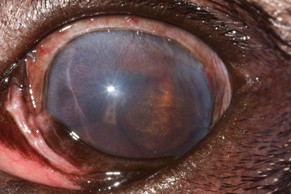 Eye: chronic uveitis - Pug