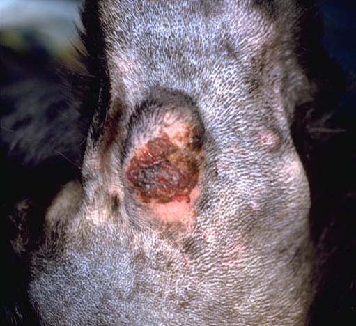 Granulomatous dermatitis secondary to pyoderma