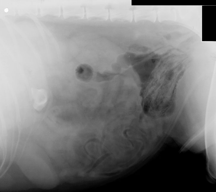 Bladder emphysematous cystitis - radiograph lateral abdomen