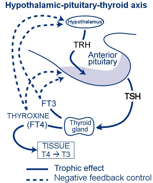Hypothalamic-pituitary-thyroid axis diagram