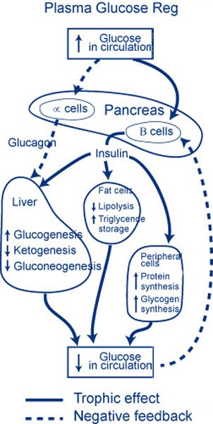 Endocrinology plasma glucose regulation - diagram