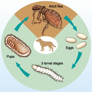 Lifecycle Ctenocephalides canis - diagram
