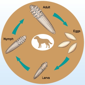 Lifecycle Demodex canis - diagram