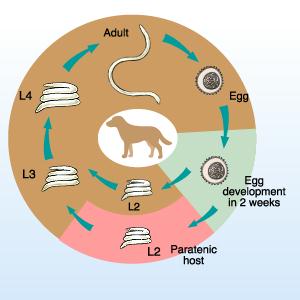Lifecycle Toxocara canis - diagram