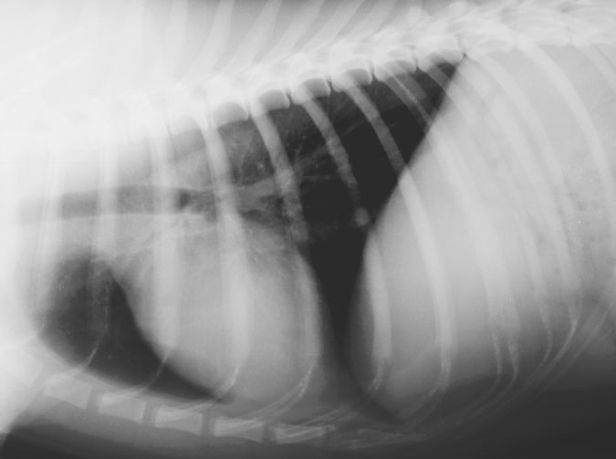 Thorax normal medium dog - radiograph lateral