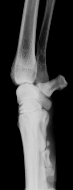 Carpus and paw normal - radiograph lateral