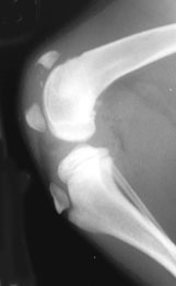 Stifle fractured patella - radiograph lateral