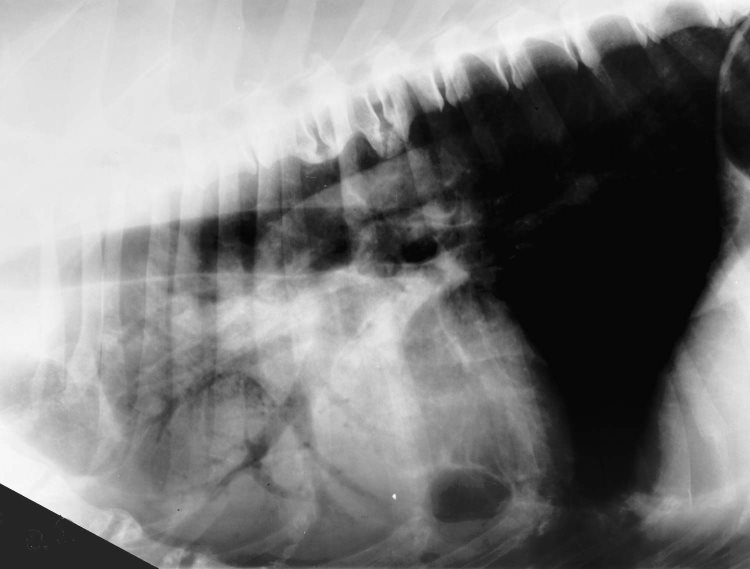 Lung alveolar pattern with air bronchogram - radiograph lateral