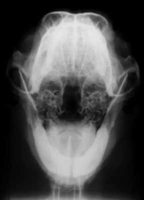 Skull tympanic bulla normal - radiograph (open mouth)