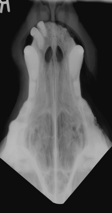 Skull chronic hyperplastic rhinitis - radiograph intra-oral