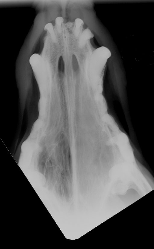 Skull nasal neoplasia - radiograph intra-oral
