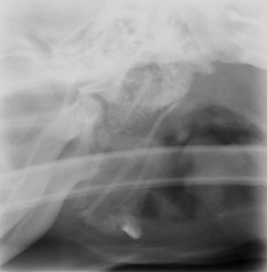 Skull tympanic bulla tumor  osteomyelitis - radiograph lateral oblique