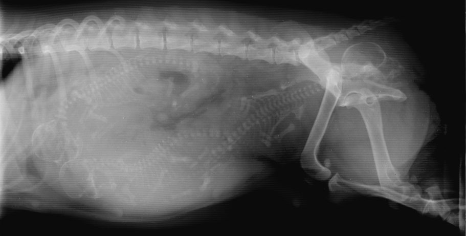 Uterus dystocia - radiograph lateral