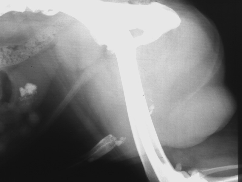 Urethra urolithiasis 01 - radiograph lateral