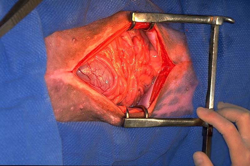 Ovariohysterectomy 01 laparotomy incision