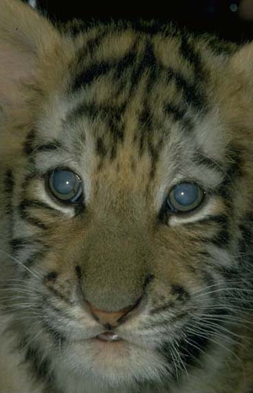 Cataract: nutritional - Tiger cub
