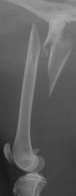 Femur: fracture 02 (comminuted proximal) - radiograph lateral