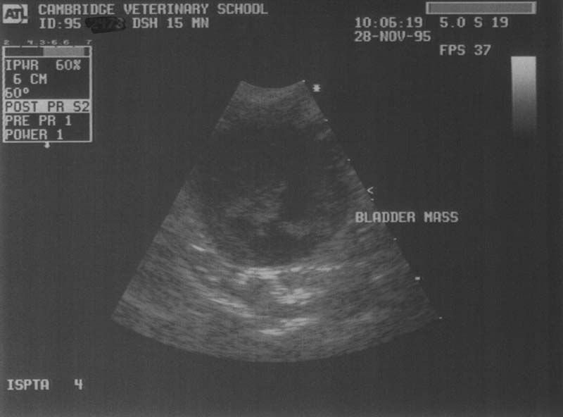 Bladder: neoplasia - ultrasound