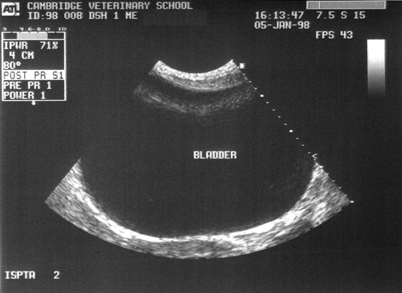 Bladder: normal - ultrasound