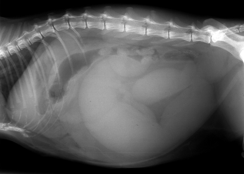 Uterus: pyometra - radiograph lateral