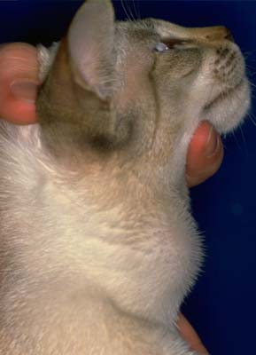 Goitre: iodine deficiency - in Siamese cat