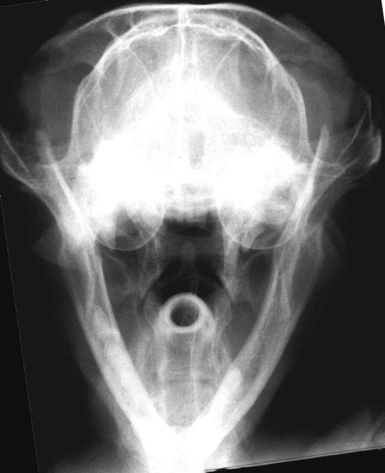 Skull: normal tympanic bullae - rostro caudal open mouth view