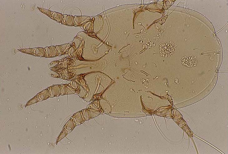 Otodectes cynotis: female