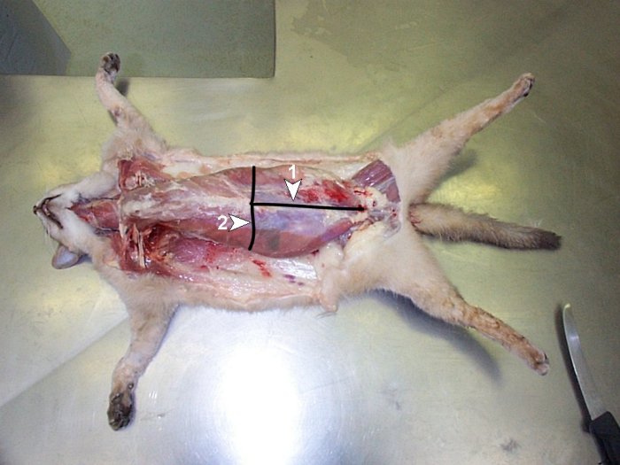 Post-mortem (08): exposed abdominal cavity