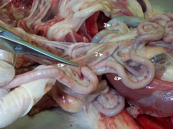 Post-mortem (21): removal of intestinal tract