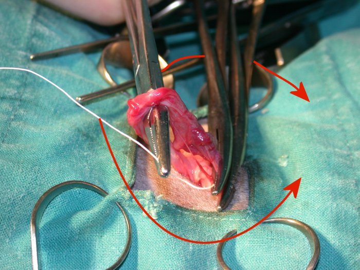 Ovariohysterectomy 11: ligation