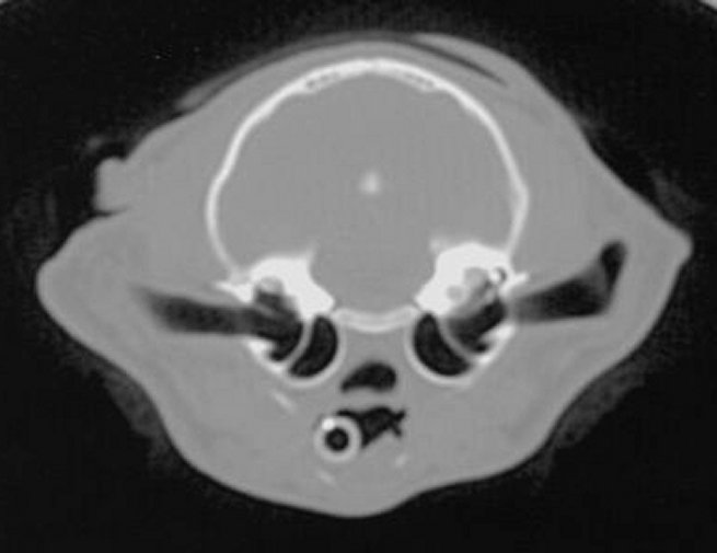 Tympanic bullae: transverse - bone window CT