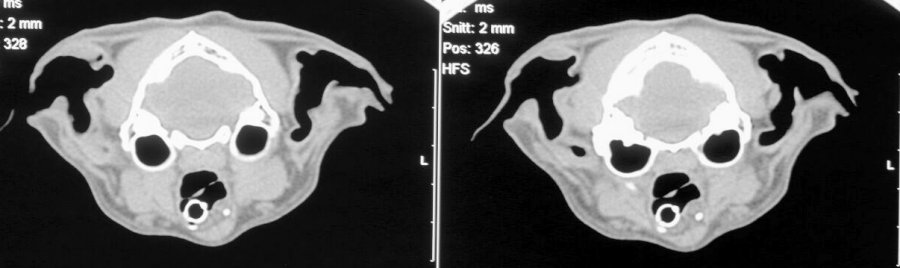 Tympanic bullae: (MCT ear canal) transverse - soft tissue window CT