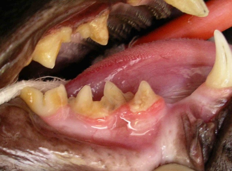 Teeth: fused tooth 01