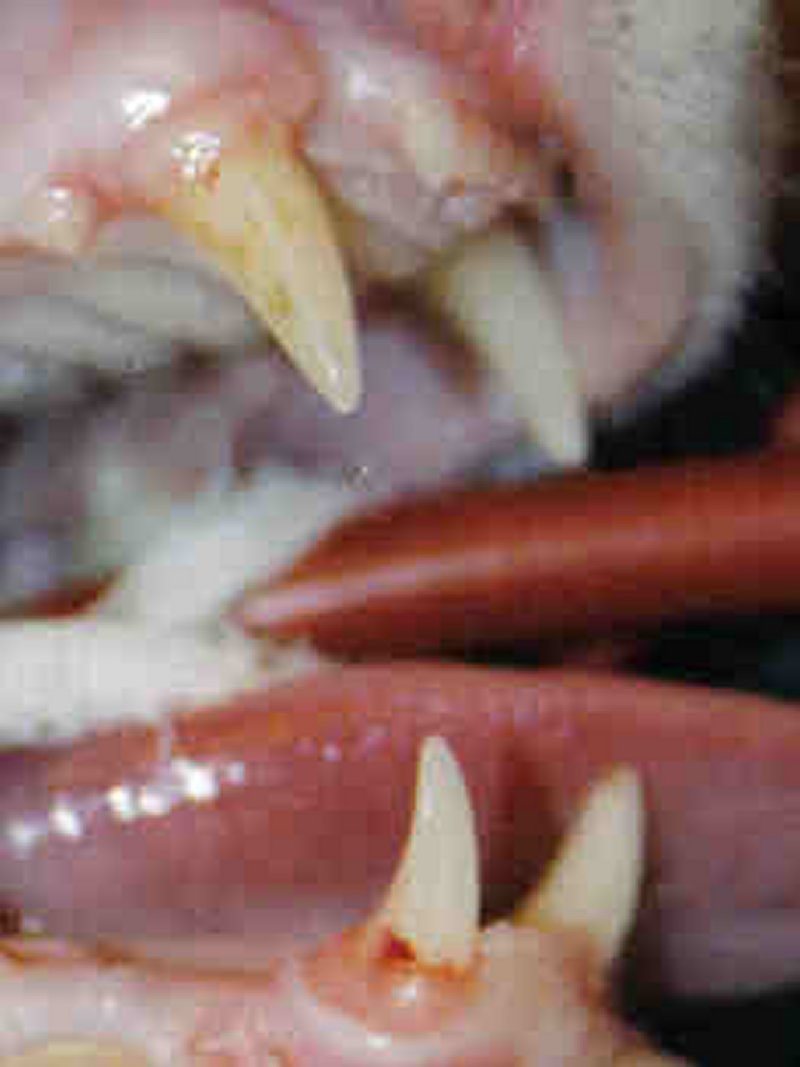 Teeth: lower canines 02