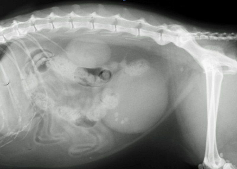 Urethra: urolith 01 - radiograph lateral