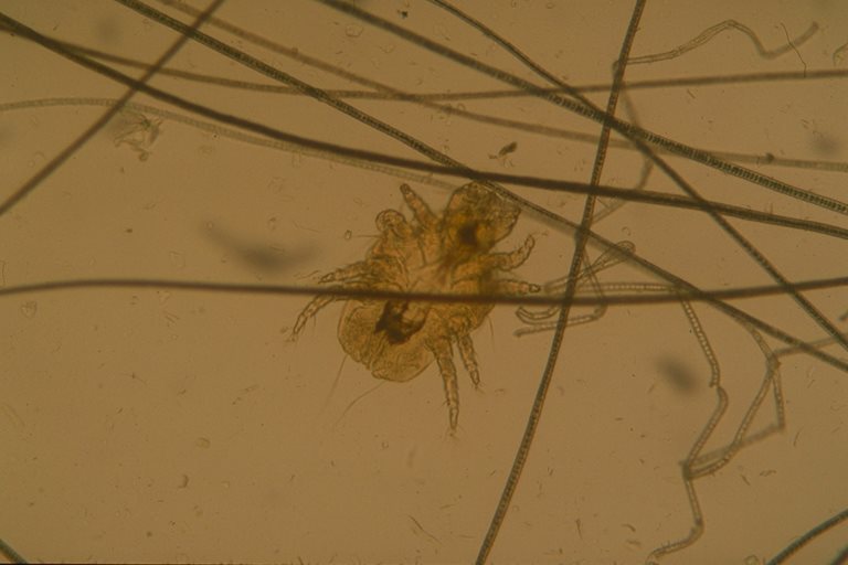 Cheyletiella sp 02: female mite