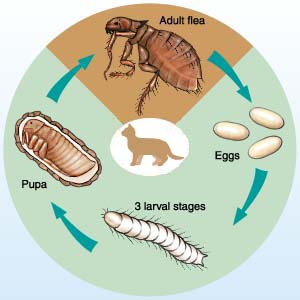 Lifecycle: Ctenocephalides canis - diagram