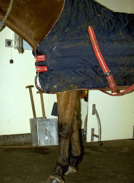 Forelimb: pointy stance - navicular disease