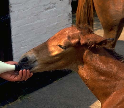 Foal: artificial feeding