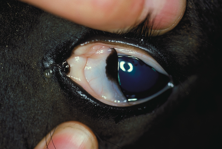 Conjunctiva: pallor 02 - Fell pony immunodeficiency syndrome