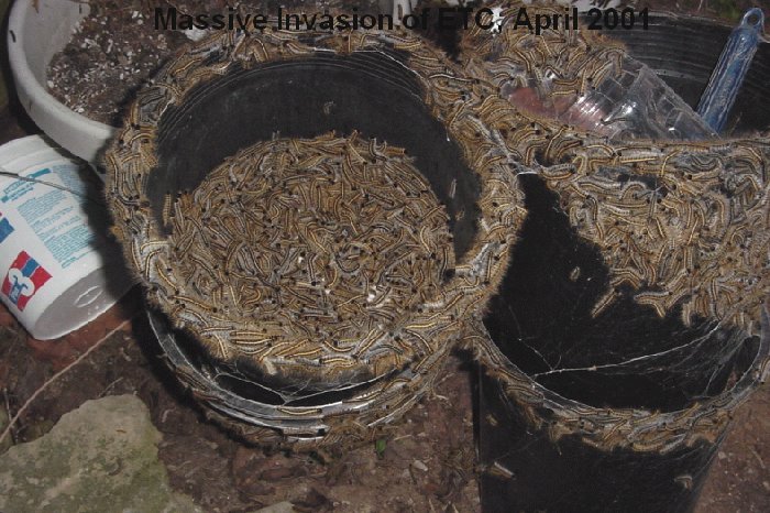 Mare reproductive loss syndrome: Eastern Tent Caterpillar invasion